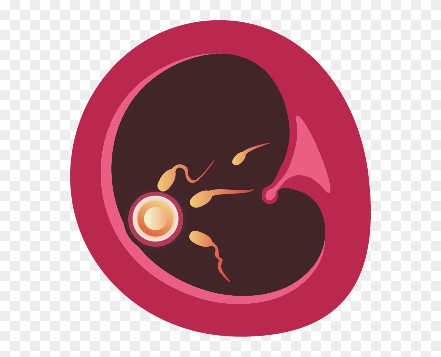 The Hair And Eye Color, Height And Sex Is Determined - Circle Clipart