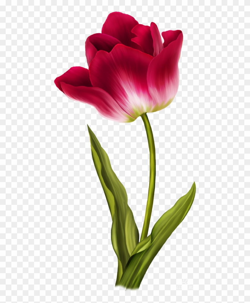 Pin By Yvonne Allen On Paint Class Ideas In 2018 - Пнг Картинки Тюльпанов Clipart