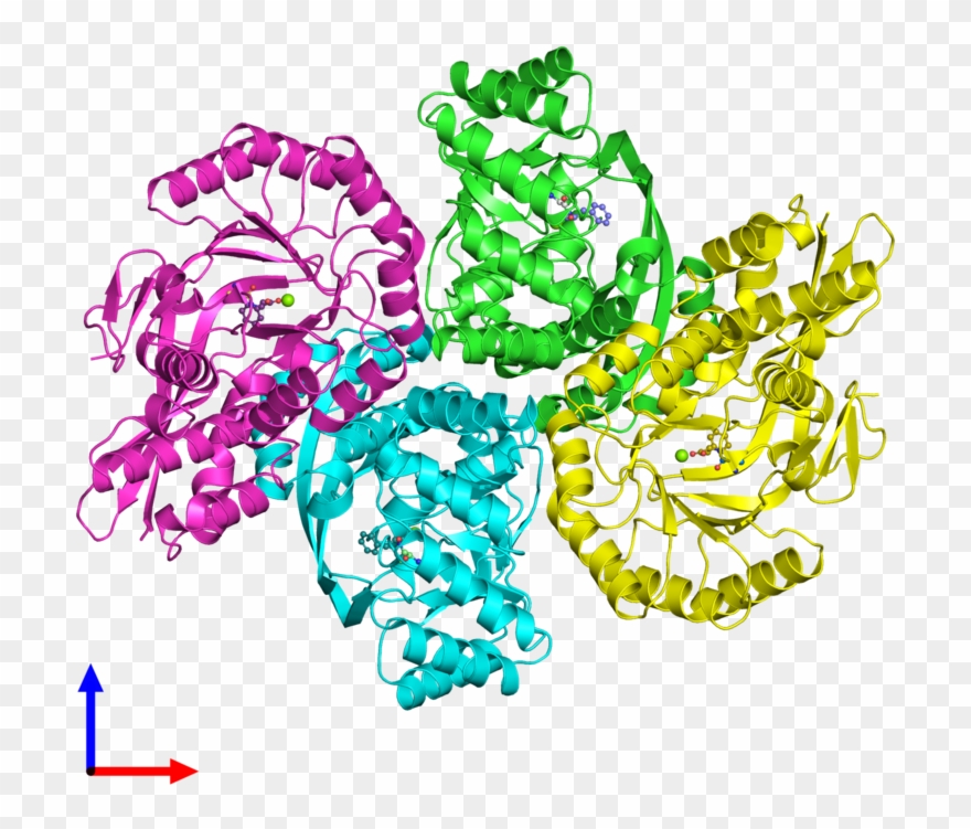 Pdb 3des Coloured By Chain And Viewed From The Front - Illustration Clipart