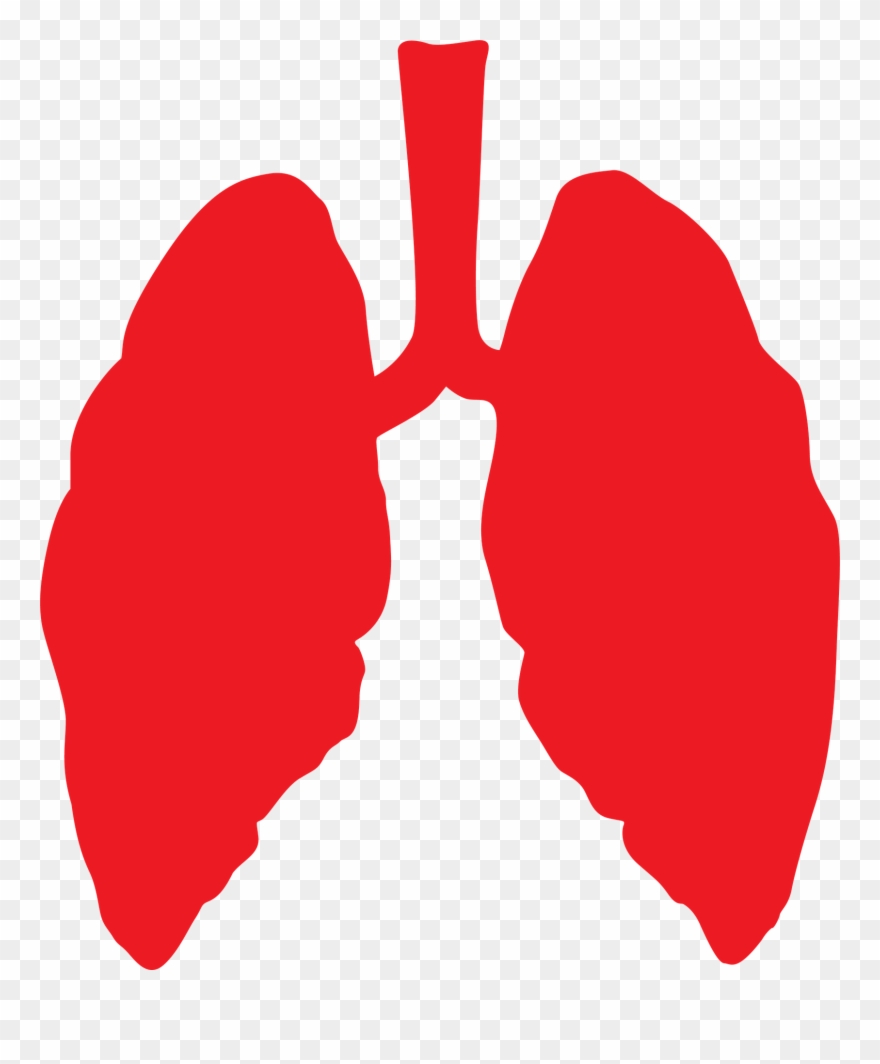 As Hurricane Michael Approaches Florida, Residents - Lungs Png Clipart