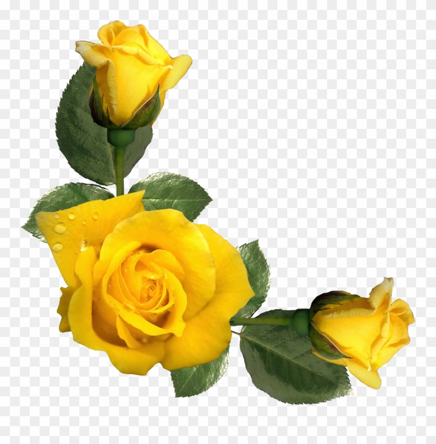 Yellow Roses Clipart - Yellow Rose Border Clipart - Png Download