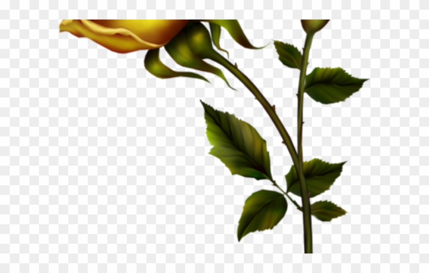 Yellow Rose Clipart - Rosa De Ouro Flor - Png Download