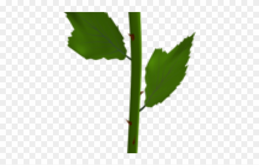 Yellow Rose Clipart - Blue Rose No Background - Png Download