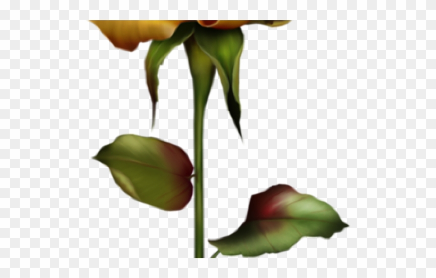 Yellow Rose Clipart Stem Drawing - Gold - Png Download