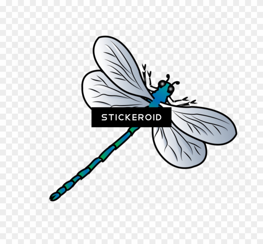 Dragonfly Insects Clipart