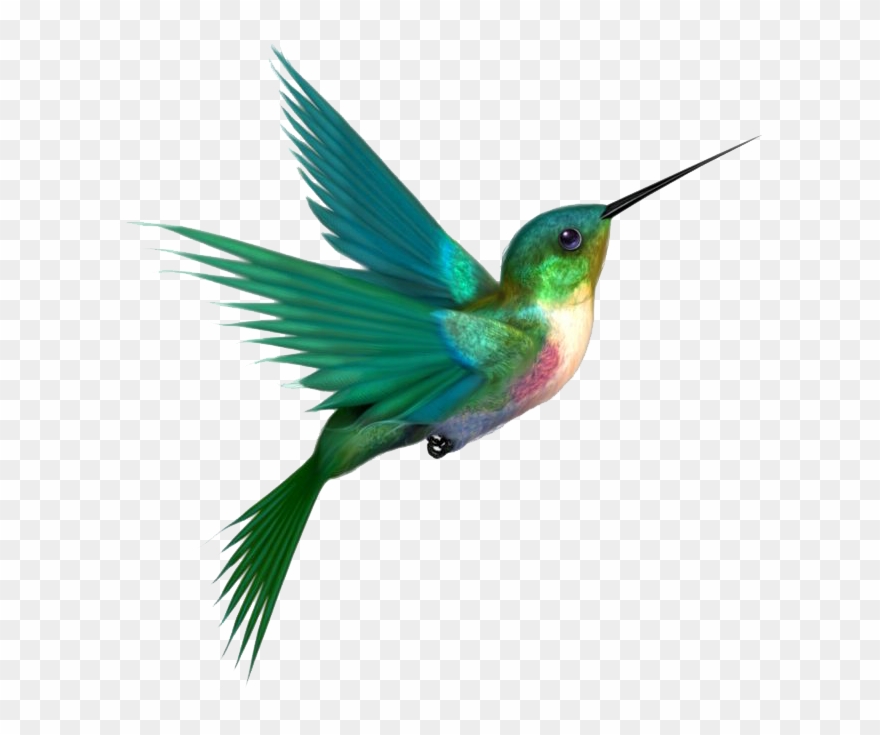 Hummingbird Clipart Forest Bird - Hummingbird Png Transparent Png