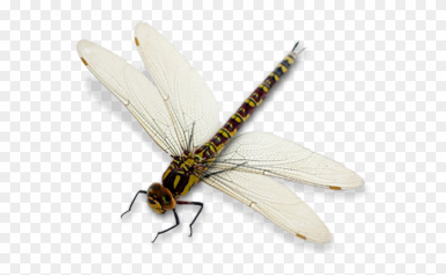 Dragonfly Clipart Transparent Background - Net-winged Insects - Png Download