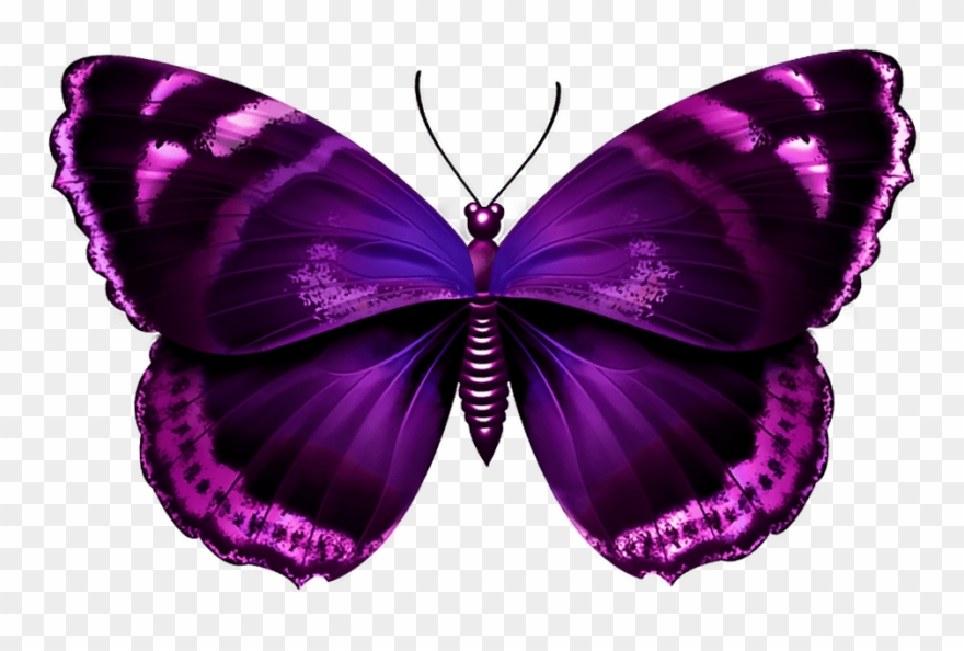 Purple Butterfly Png Transparent Clipart