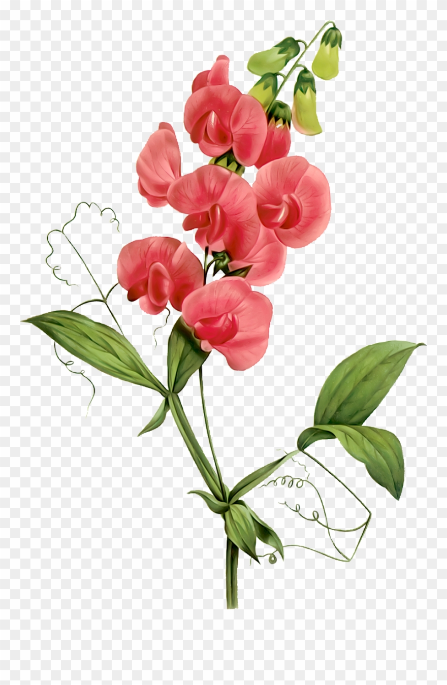Sweet Pea Clip Art - Sweet Peas Clip Art - Png Download