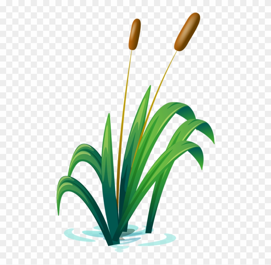 Album - Photography Clipart