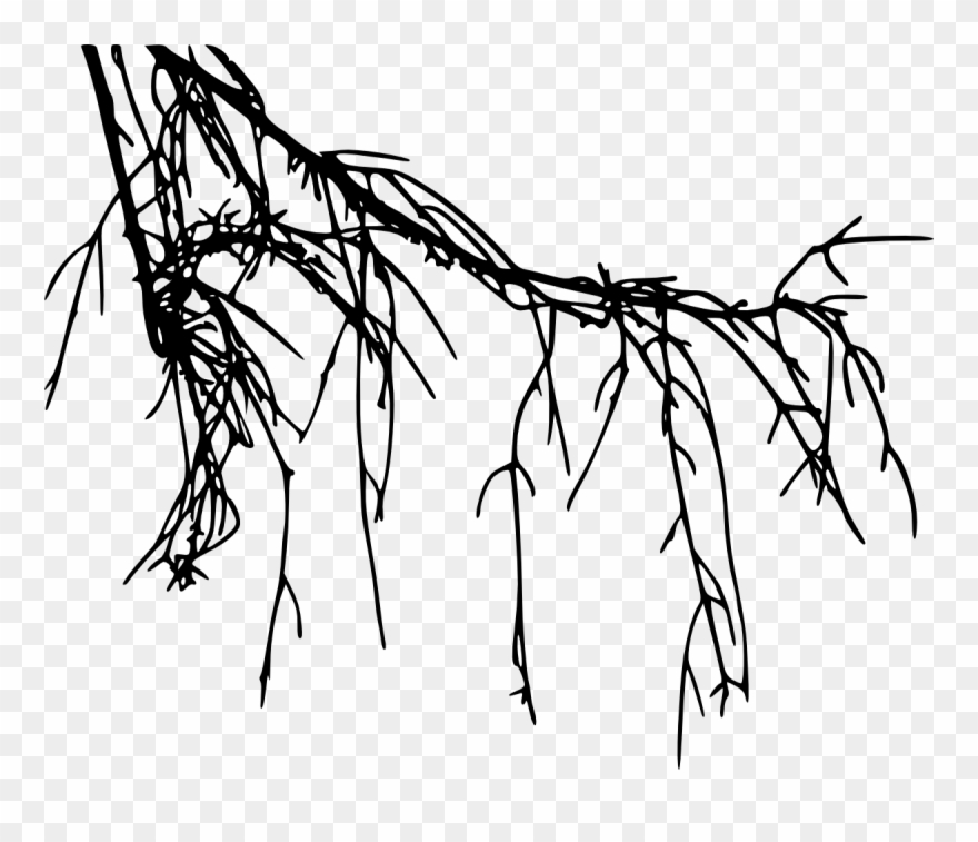 Tree Root Silhouette - Root Png Clipart