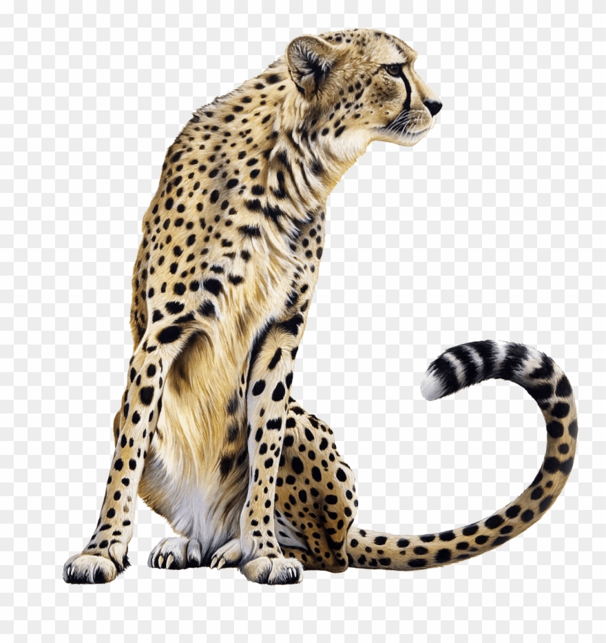 Cheetah Clipart Photos - Cheetah Png Transparent Png