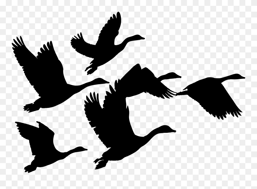 Gaggle Of Geese Silhouette - Geese Flying Clip Art - Png Download