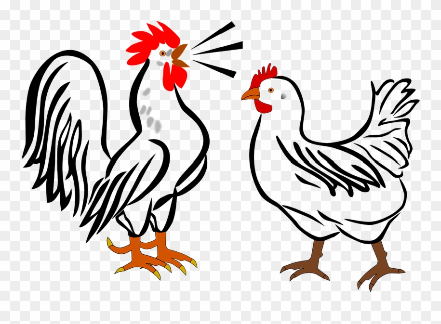 Making Money At A Poultry Farm - Hen And Rooster Cartoon Clipart