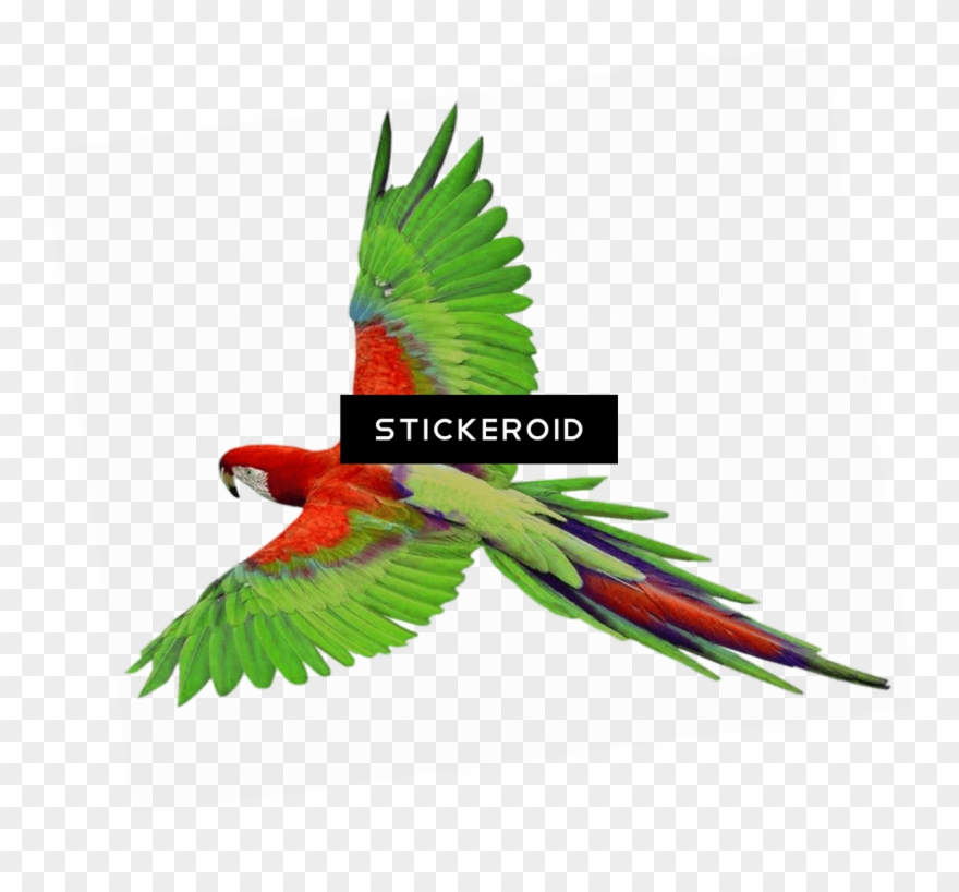 Parrot - Green Parrot In Flight Clipart