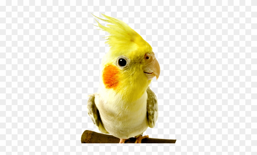 Parrot Clipart Wild Bird - Birds At The Vet - Png Download