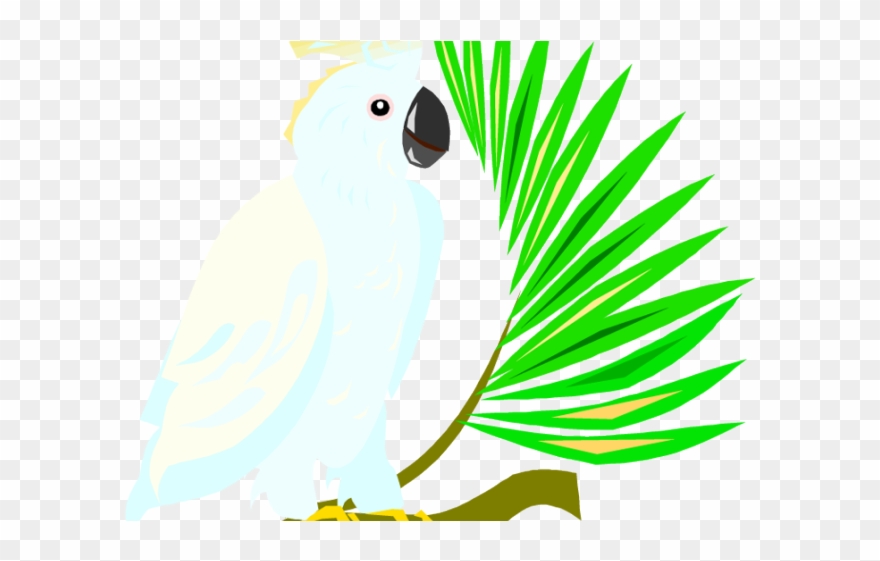 Drink Clipart Parrot - Sulphur-crested Cockatoo - Png Download