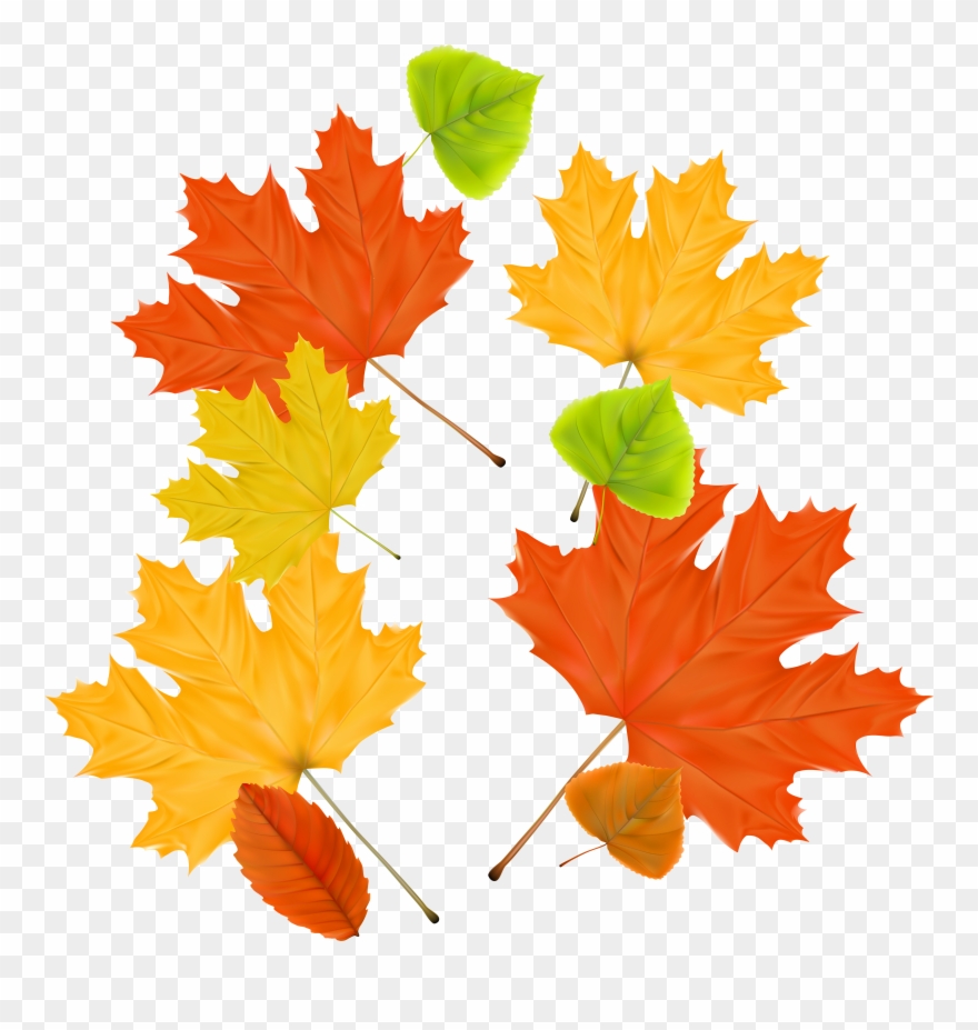 Осенний Лист Пнг Clipart