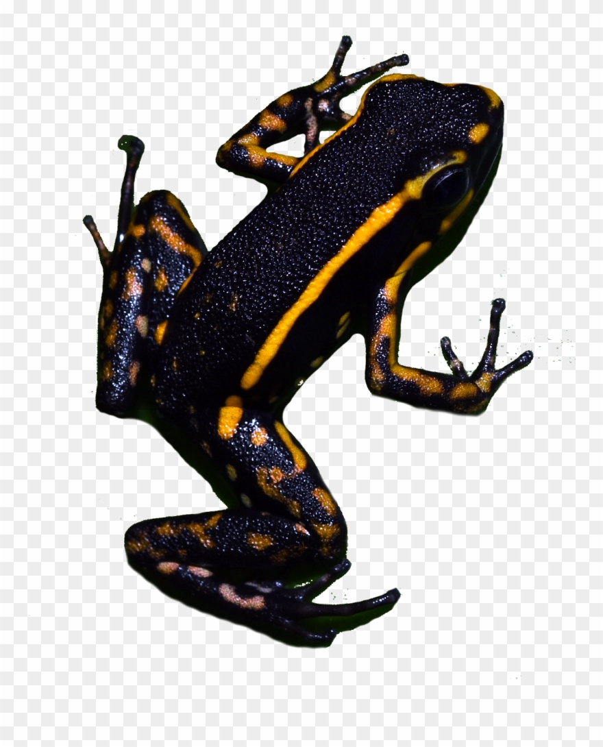 Calendar Conservation In Action Tropical Mystic Of - Frog Clipart