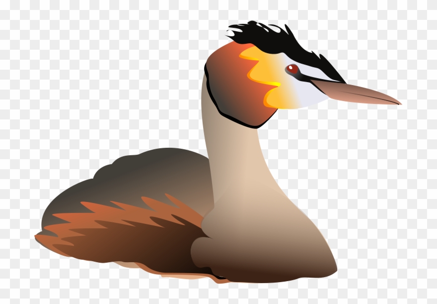 Free Podiceps Cristatus - Grebe Clipart - Png Download