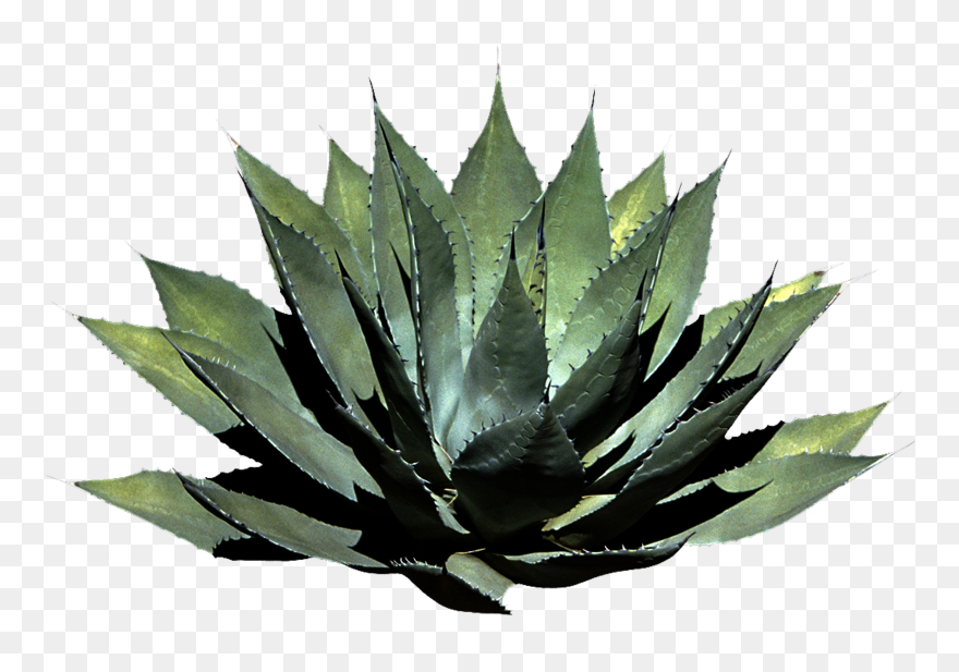 Plant Clipart Png Photos - Plants Png Transparent Png