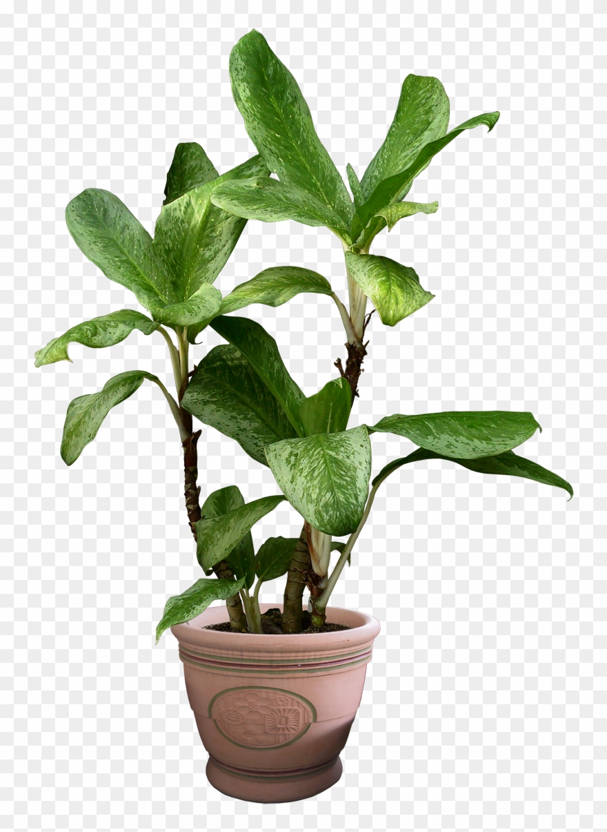 Potted Plants Clipart Transparent Background - Transparent Background Plants Transparent - Png Download