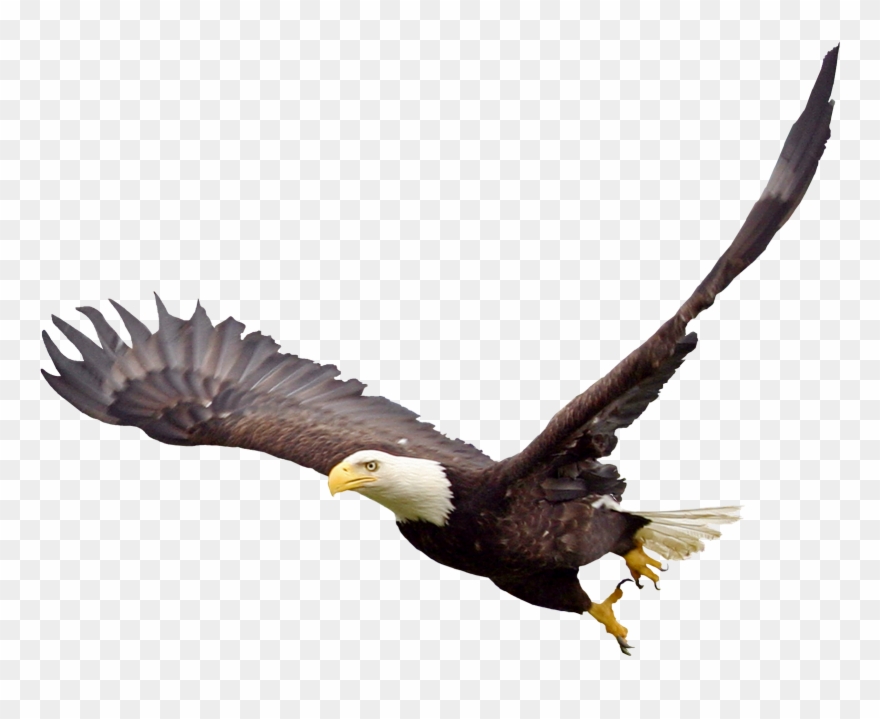 Bald - Transparent Background Eagle Png Clipart