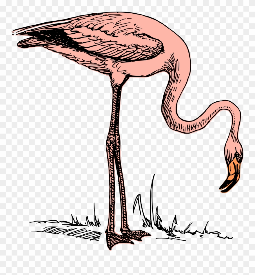 Big Image - Flamingo Bird Black And White Clipart