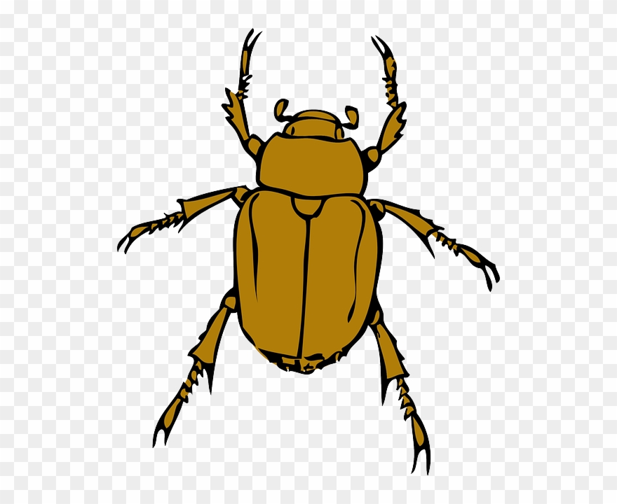 Cartoon, Bugs, Bug, Insect, Animal, Beetle, Insects - Beetle Clipart - Png Download