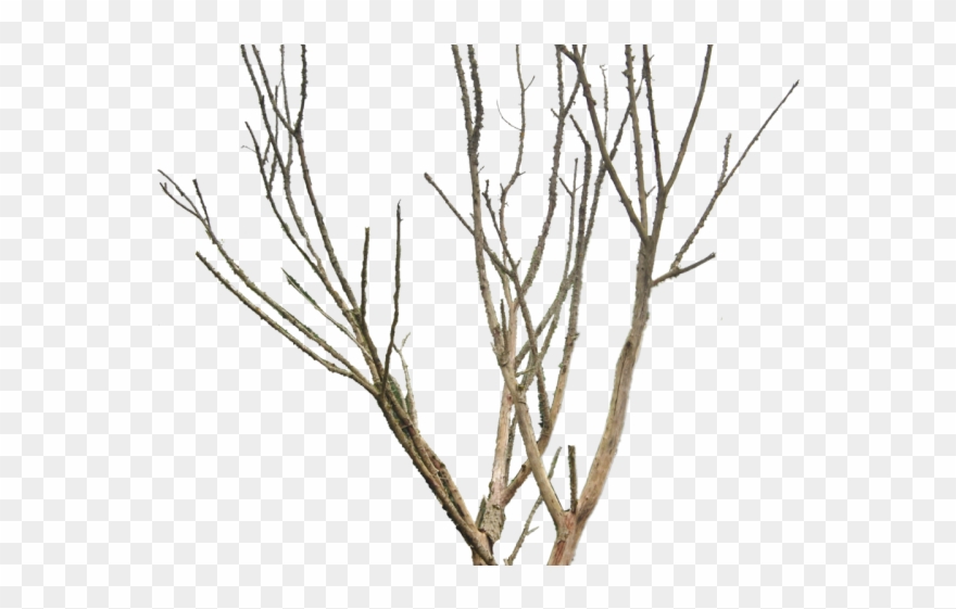 Dead Tree Clipart Old - Dead Tree Png Transparent