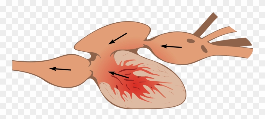 High Steaks, Microbes, Tmao Oh My - Heart Structure Of Fishes Clipart