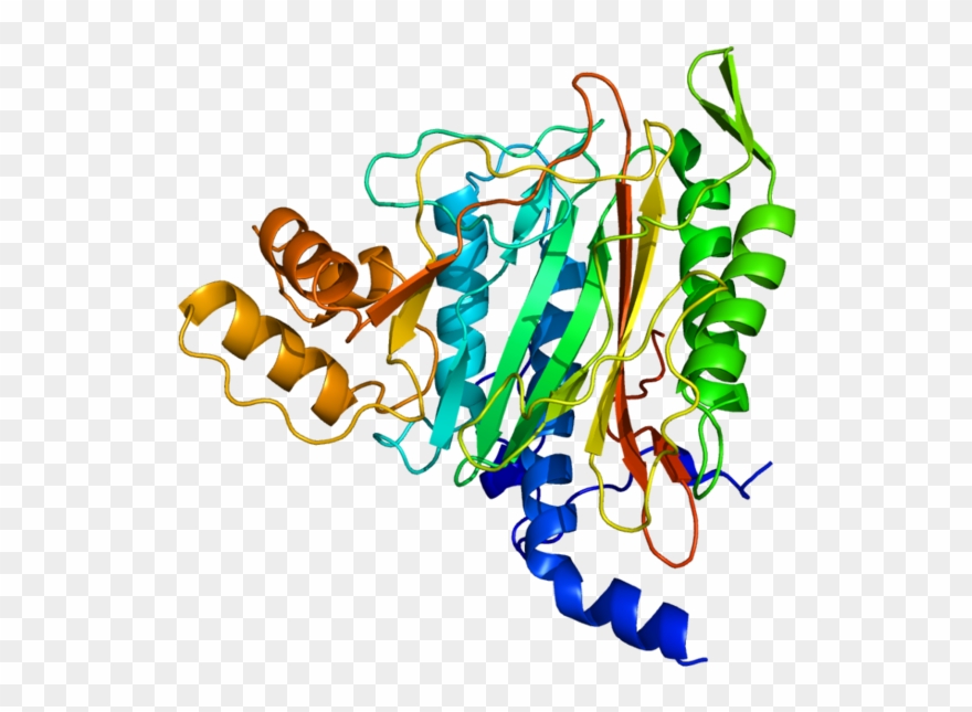 Methionine Aminopeptidase - Methionine Aminopeptidase 2 Clipart