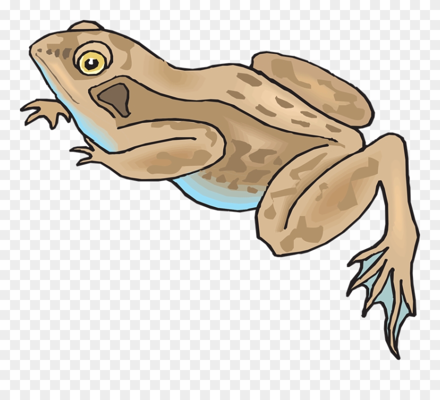 Brown Frog Cartoon Clipart