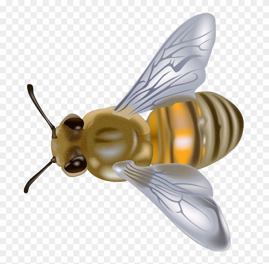 Order Payment - Apis Nigrocincta Clipart