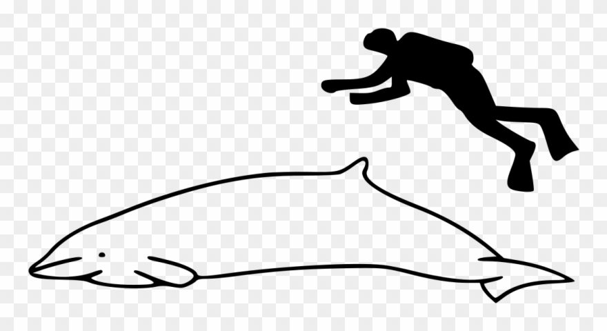 Humpback Whale Next To Human Clipart