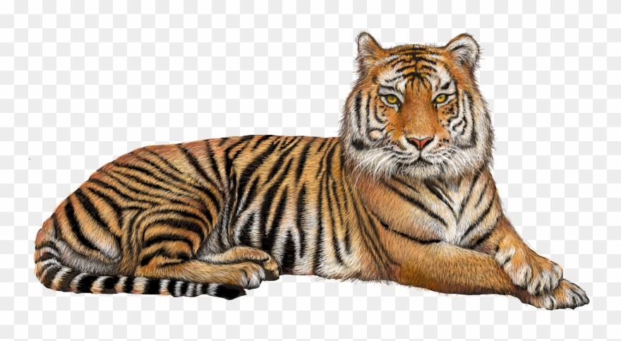 Tiger Clipart Transparent Background Graphic Black - Tiger Hd Images Png