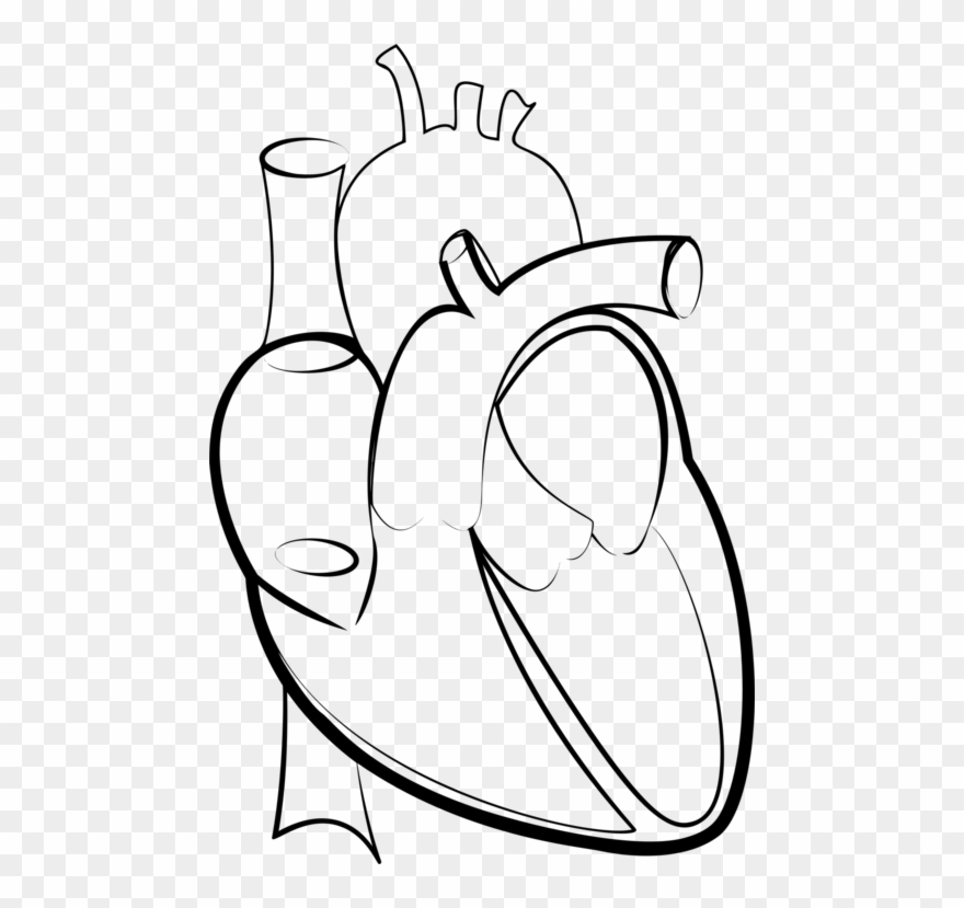 Drawing Line Art Heart Hartlijn - Outline Image Of Human Heart Clipart