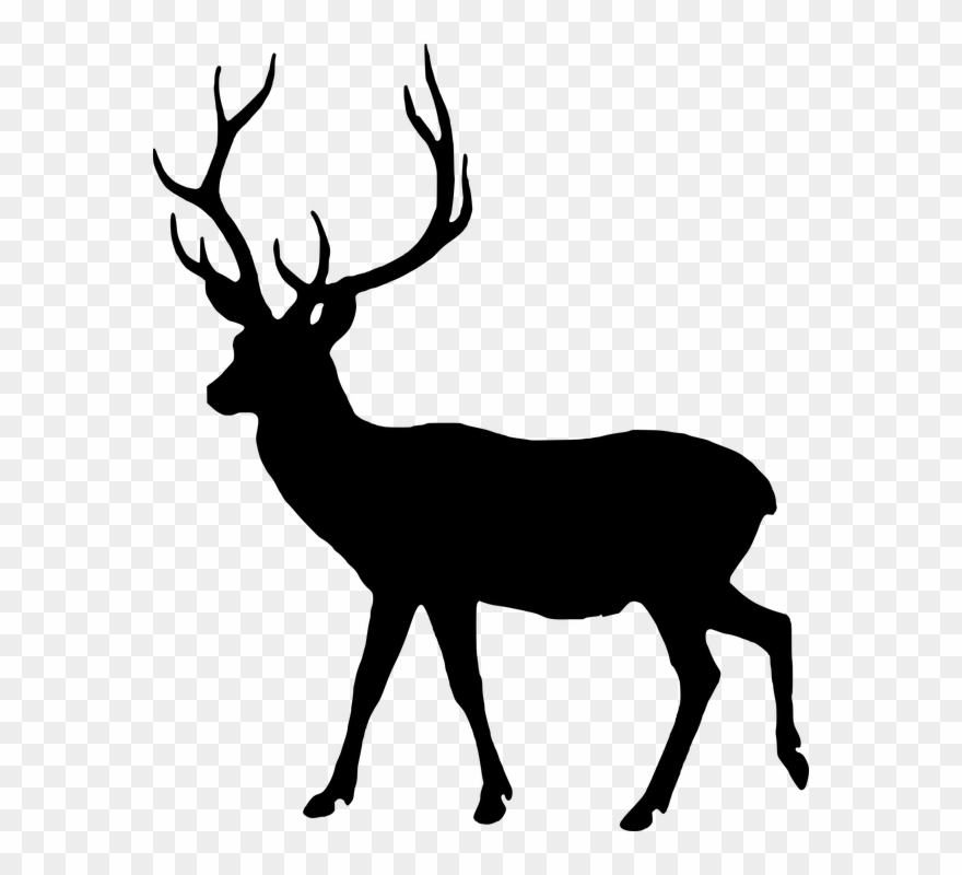 Free Photo Animal Silhouette Fallow Deer Male Wild - Silhouette Of Animals Clipart