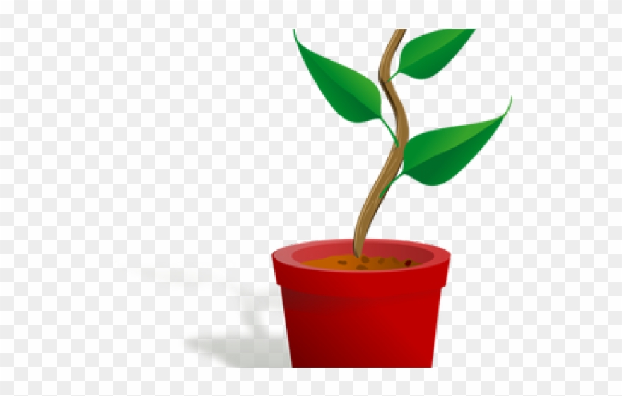 Potted Plants Clipart 3 Leaf - Getting To Know Plants - Png Download