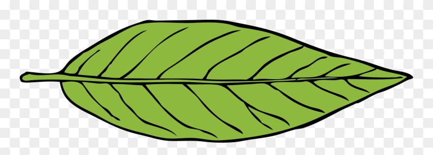 Autumn Leaf Color Download Green - Clipart Picture Of Leaf - Png Download