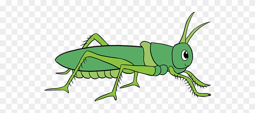How To Draw Grasshopper - Easy Way To Draw Grasshopper Clipart