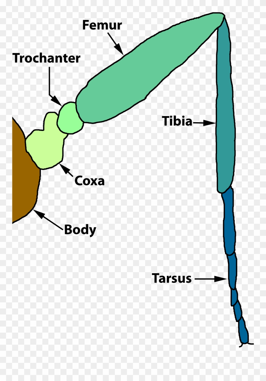Clipart Info - Diagram Of Insect Joints - Png Download