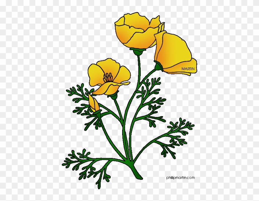 Ca Poppy - California Golden Poppy Drawing Clipart