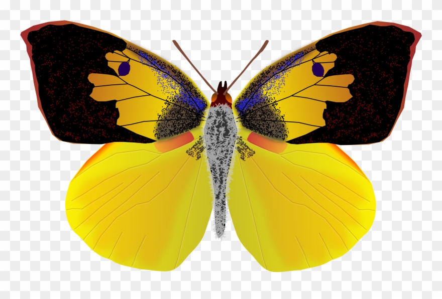 Dogface Butterfly - California Dog Face Butterfly Clipart