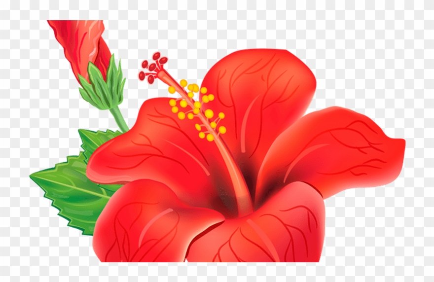 Red Exotic Flower Png Clipart Picture Poroplast Pinterest - Hibiscus Vector Transparent Png