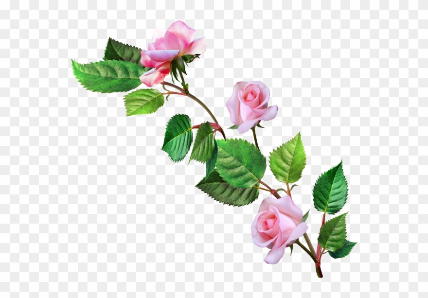 Изображение Для Плейкаста - Красивые Цветы Пнг Clipart