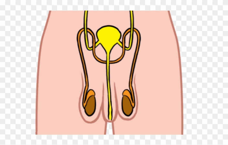 Organs Clipart Label - Siyavula Education Proprietary Limited - Png Download