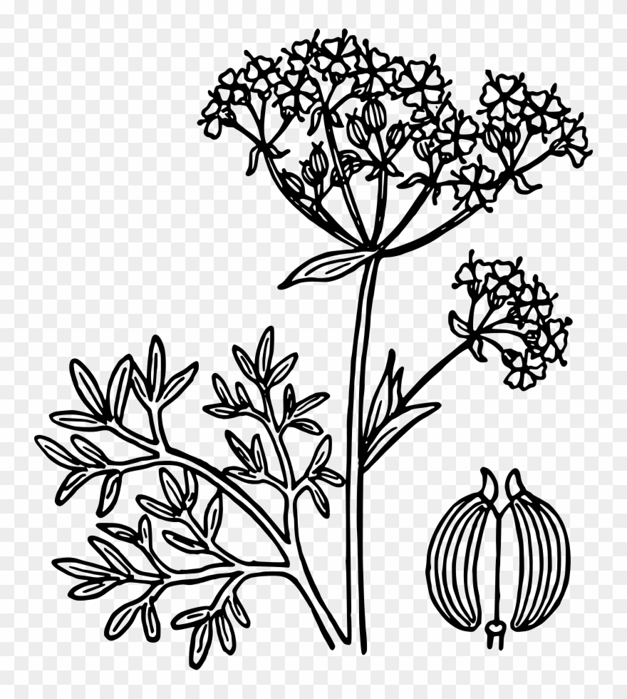 Free Anise - Anise Flower Drawing Clipart