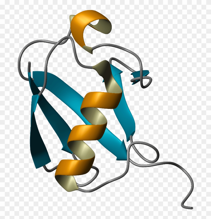 For Example, The Protein Ubiquitin Has Nearly The Same - Cartoon Proteins Png Clipart