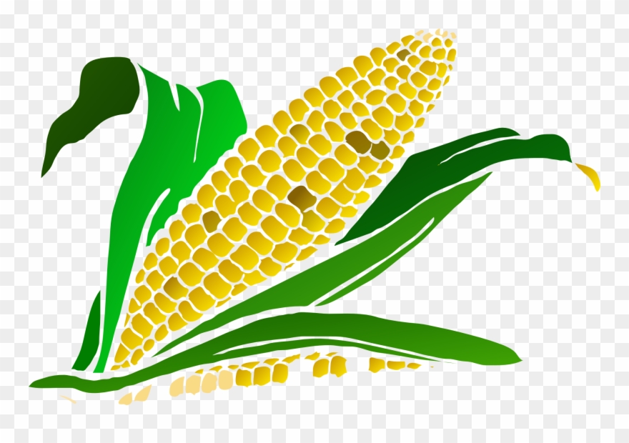 Monsanto Just Got The First Crispr License To Modify - Corn Clip Art Png Transparent Png